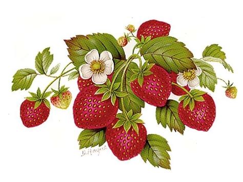 Cute Strawberry Drawing with Flowers and Leaves