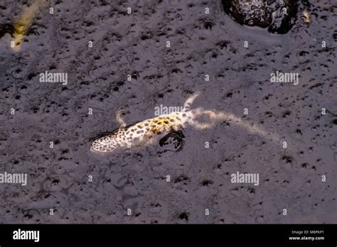 Newts uk hibernation hi-res stock photography and images - Alamy