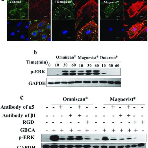 Gadolinium-based contrast agents promoted cell adhesion to the ...