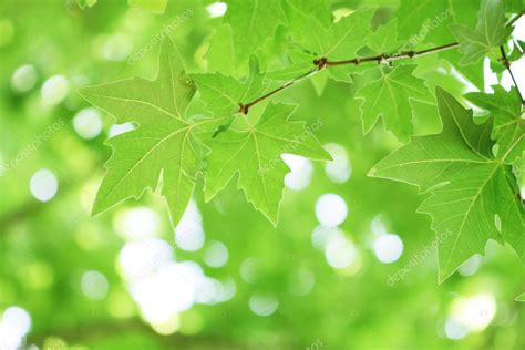 Tree branch with green leaves Stock Photo by ©liliya 3340343