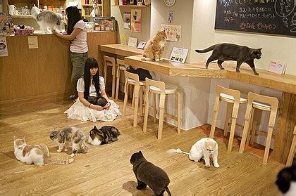 Japan Australia: Cat Time Café in Osaka