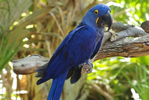 Hyacinth Macaw Facts, Care as Pets, Housing, Diet, Images, Video