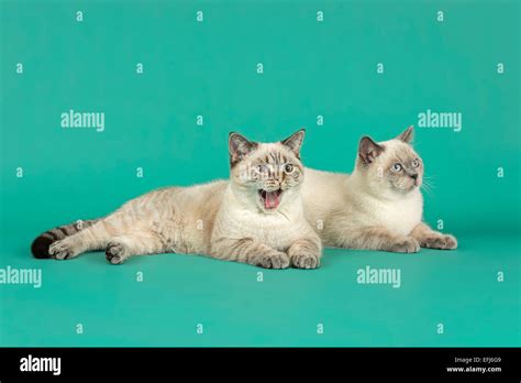 British Shorthair cats Stock Photo - Alamy