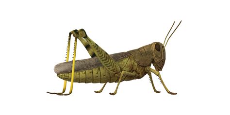 Grasshopper isolated on a Transparent Background 24249152 PNG