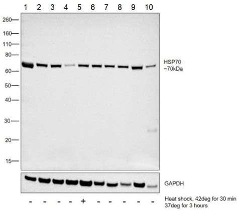 Anti-Hsp70 antibody [5A5] (ab2787) | Abcam