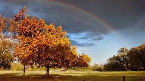 Rainbow Tree Wallpapers - Wallpaper Cave