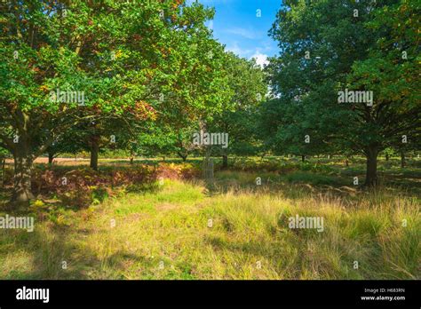 Richmond park in fall colors, London UK Stock Photo - Alamy