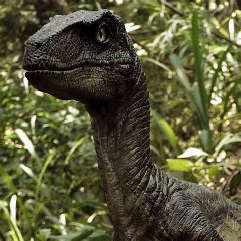 Velociraptor | TSJPFEW Wikia | FANDOM powered by Wikia