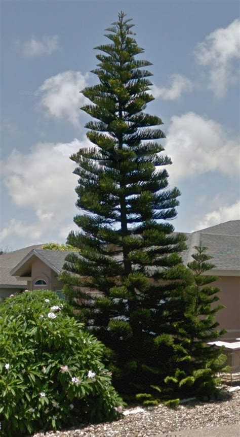 Photo of the entire plant of Norfolk Island Pine (Araucaria heterophylla) posted by ...