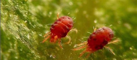 Strawberry Pests and Diseases: Complete Guide with Images - Complete ...