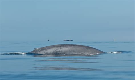 How long does a whale feed? New data gives insight into blue and fin whale behavior