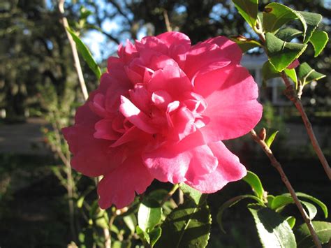 Camellia sasanqua 'Alabama Beauty' / Alabama Beauty Sasanqua | Hot pink ...