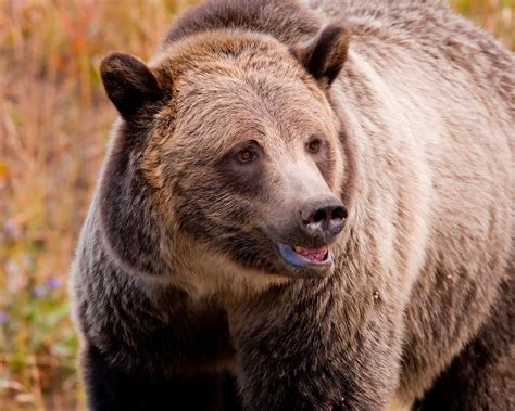 Grizzly bear in Yellowstone. | Grizzly, Brown bear, Grizzly bear