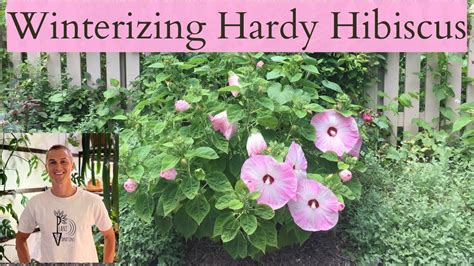 HARDY HIBISCUS WINTER CARE - YouTube