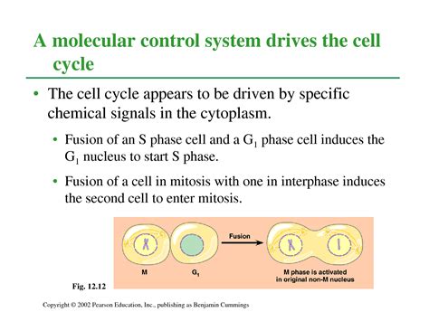 SOLUTION: Regulation of cell cycle - Studypool