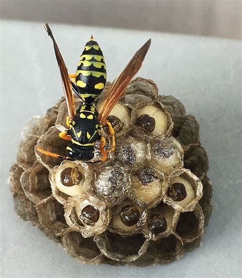 Yellow Jacket paper wasp nest | Wasp nest, Mother nature, Wasp