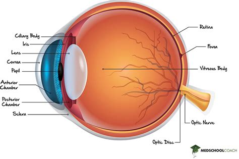 Anterior Eye Anatomy Diagram