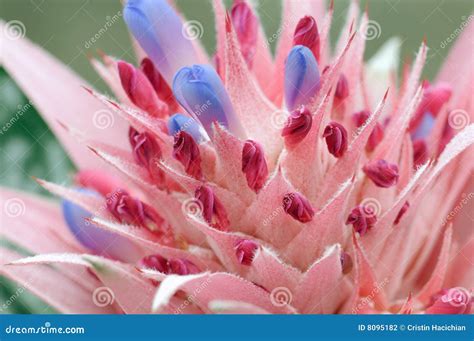 Protea flower stock photo. Image of heavenly, plant, protea - 8095182