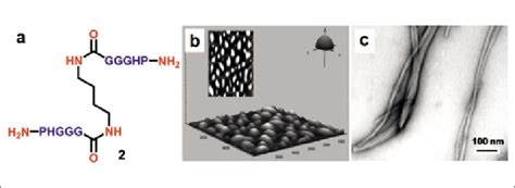 (a) Structure of PHGGG bis-pentapeptide; (b) AFM image of freshly... | Download Scientific Diagram