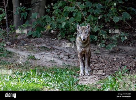 Timber wolf howling hi-res stock photography and images - Alamy