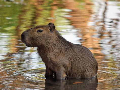 Topo 90+ imagem cuanto cuesta un capibara - Abzlocal.mx