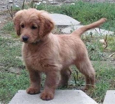 Part Cocker Spaniel, part Golden Retriever, and all puppy! - Ruffington ...