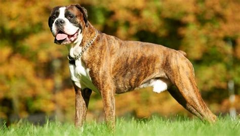 20 Strongest Dog Breeds In the World