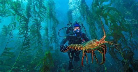 Underwater forests in the Arctic are expanding with climate change