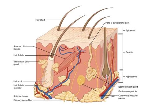 3D BioPrinting Skin: Guide - 3DHeals