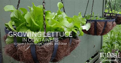 Growing lettuce in containers -- specifically hanging containers -- is a great way to… | Growing ...