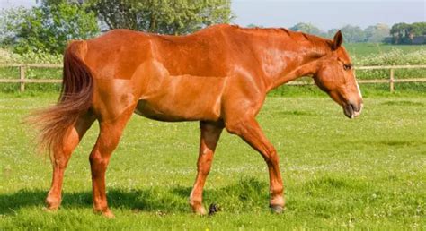 chestnut – Horse FactBook