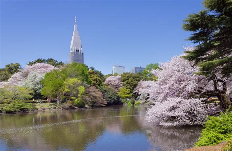 File:Shinjuku Gyoen National Garden - sakura 3.JPG