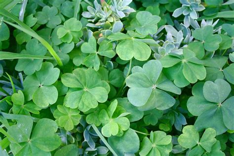 What does a 5 leaf clover mean? Everything you should know - Tuko.co.ke