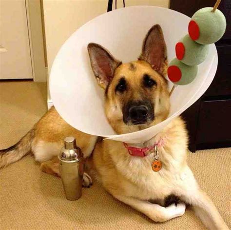 Good use for the cone of shame! bhahahah i cant stop laughing Beanie Babies, Fur Babies, Best ...