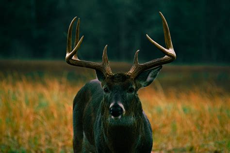 Deer Hunting Wallpaper Desktop