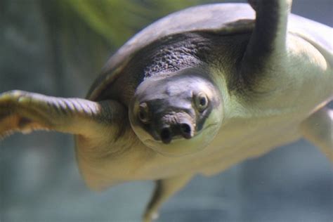 30 Pig-Nosed Turtle Facts (with pictures and videos) - Animal Hype