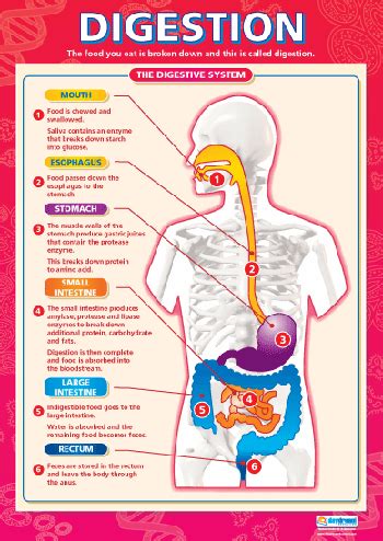 Nutrition and Health: BENEFITS OF CHEWING FOOD PROPERLY