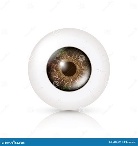 Eyeball Human Iris Cornea Pupil Dilation Anatomy Vision Reflection ...