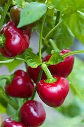 Hot Cherry Bomb Pepper Seeds! | AmericanGardener.com