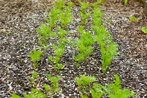 Carrot Plant Growth Stages - Seed to Harvest (w/Pictures)