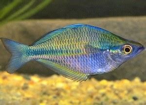 Australian Rainbowfish (Melanotaenia fluviatilis) | Tropical Fish Keeping