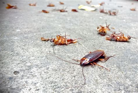 What are the signs of a roach infestation? | Zap Pest Control