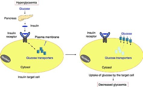 Insulin-induced relocalization of glucose transport systems | Download Scientific Diagram