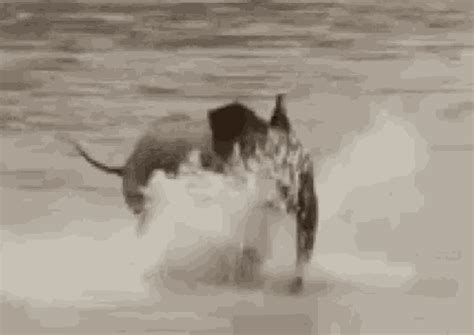 Baby Elephant GIF - Baby Elephant - Discover & Share GIFs