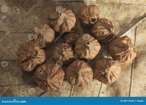 Teak Seeds over Teak Leaf stock photo. Image of winter - 38715240