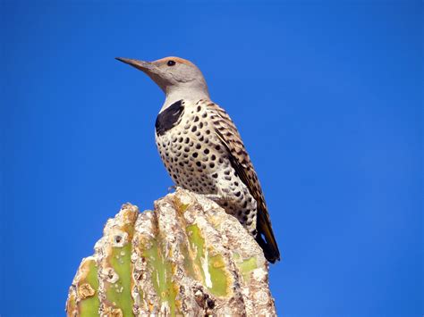 Gilded Flicker | Audubon Field Guide