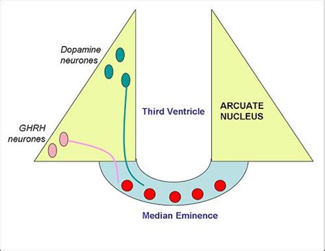 Median eminence - encyclopedia article - Citizendium