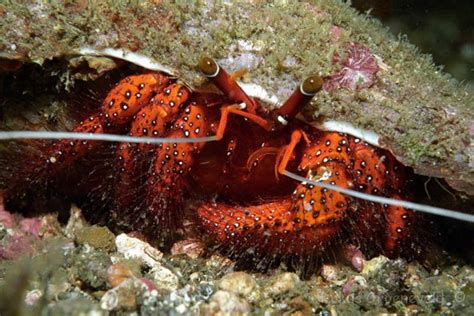 Hermit Crab Facts For Kids | Hermit Crab Diet & Habitat