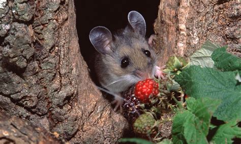 8 Common Mouse Species in the U.S. and Their Unique Traits 🐭