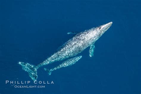 Aerial photo of gray whale calf and mother, Eschrichtius robustus, San ...